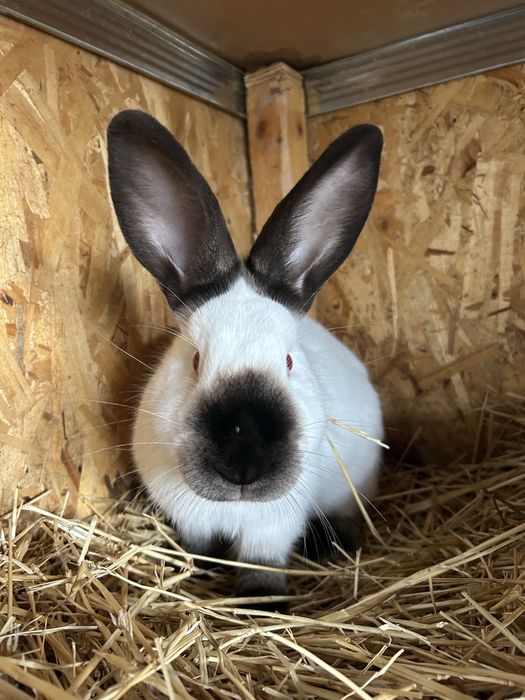 Iepuri de rasa californian