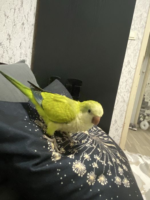 Папагал Монах на 6 месеца , с голяма клетка и много аксесоари