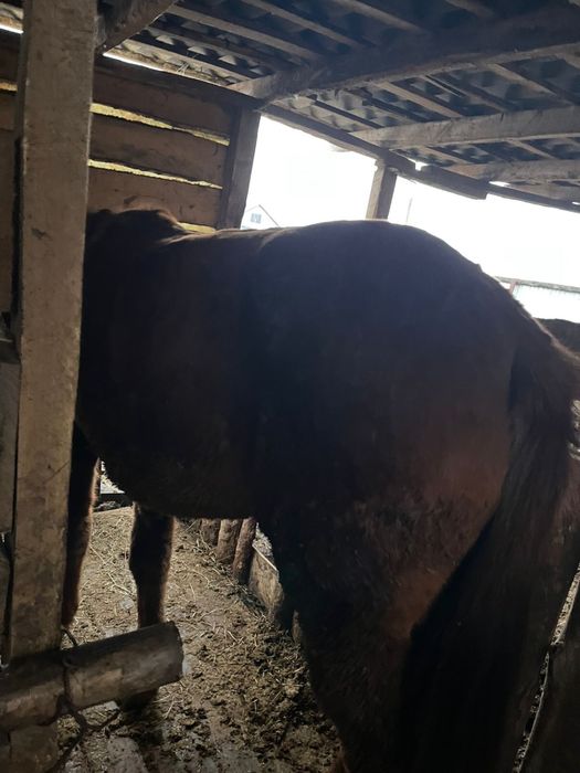 Продам Байталов и Кунанов