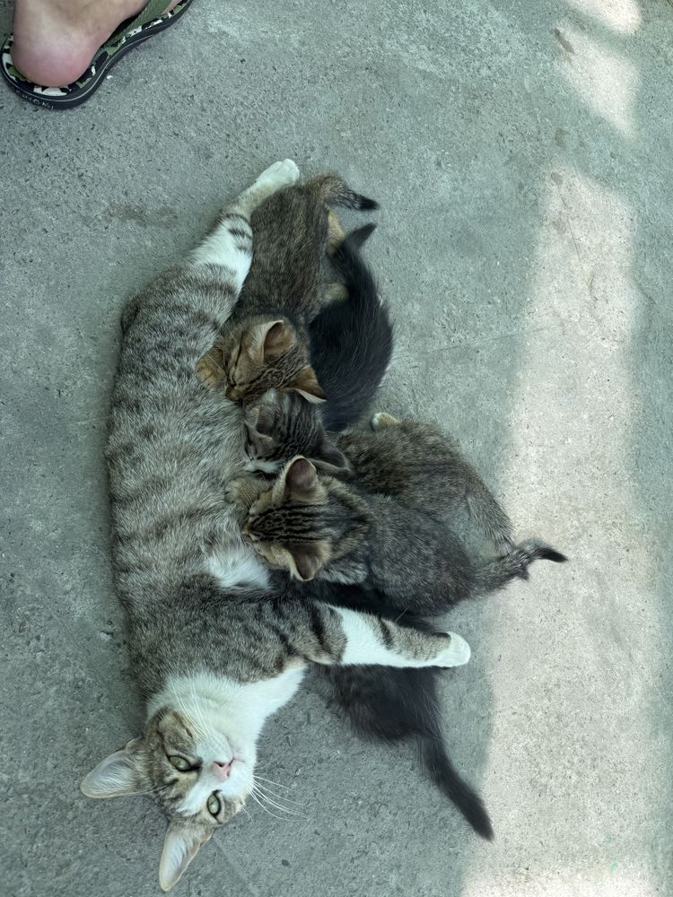 Котёнки бесплатно