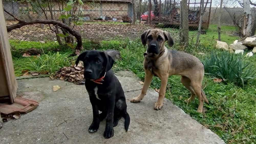 Продавам Немски дог