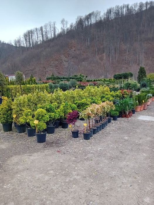 Vând plante naturale ornamentale pentru amenajarea gradini