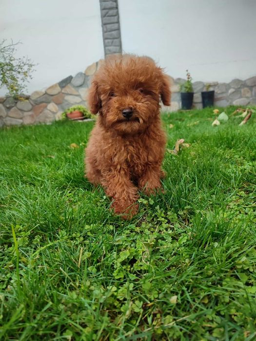 Пудел Той/Poodle Toy