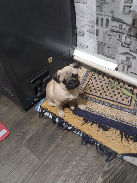 Продам щенка мопса