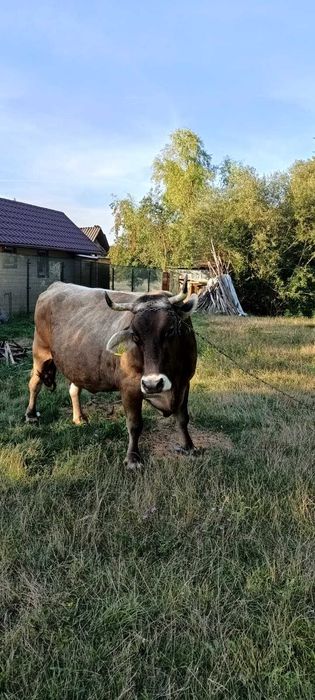 Vand vaca gestanta varsta 5 ani