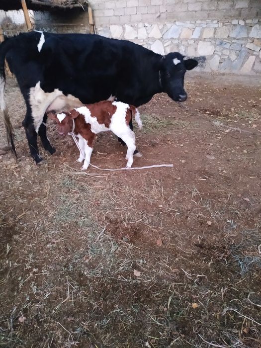 Черный пийостра сотилади