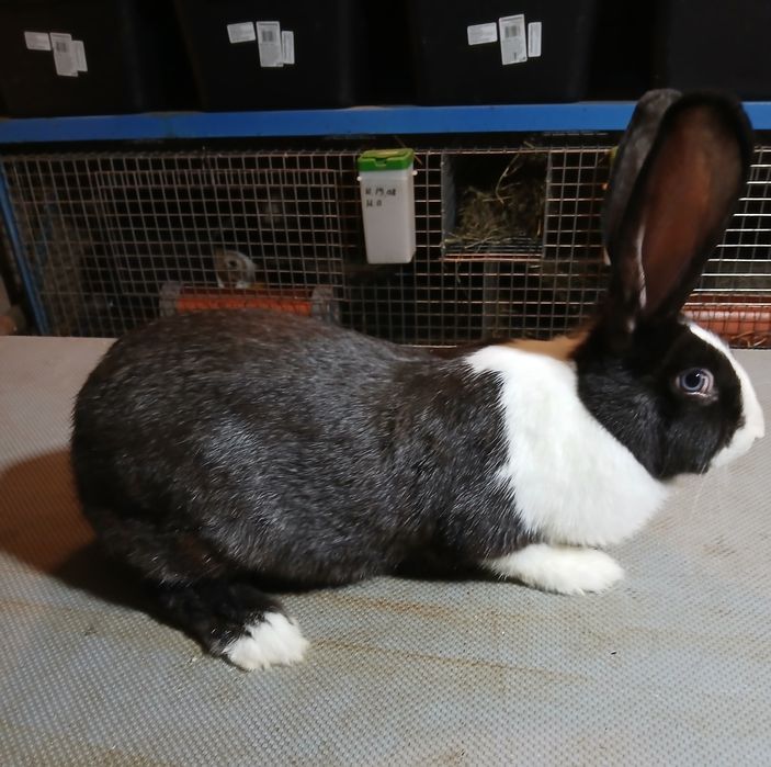 Hycole francez  masculi și femele