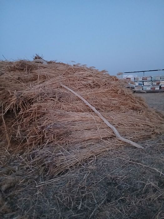 Qamishlar yangi sotiladi.