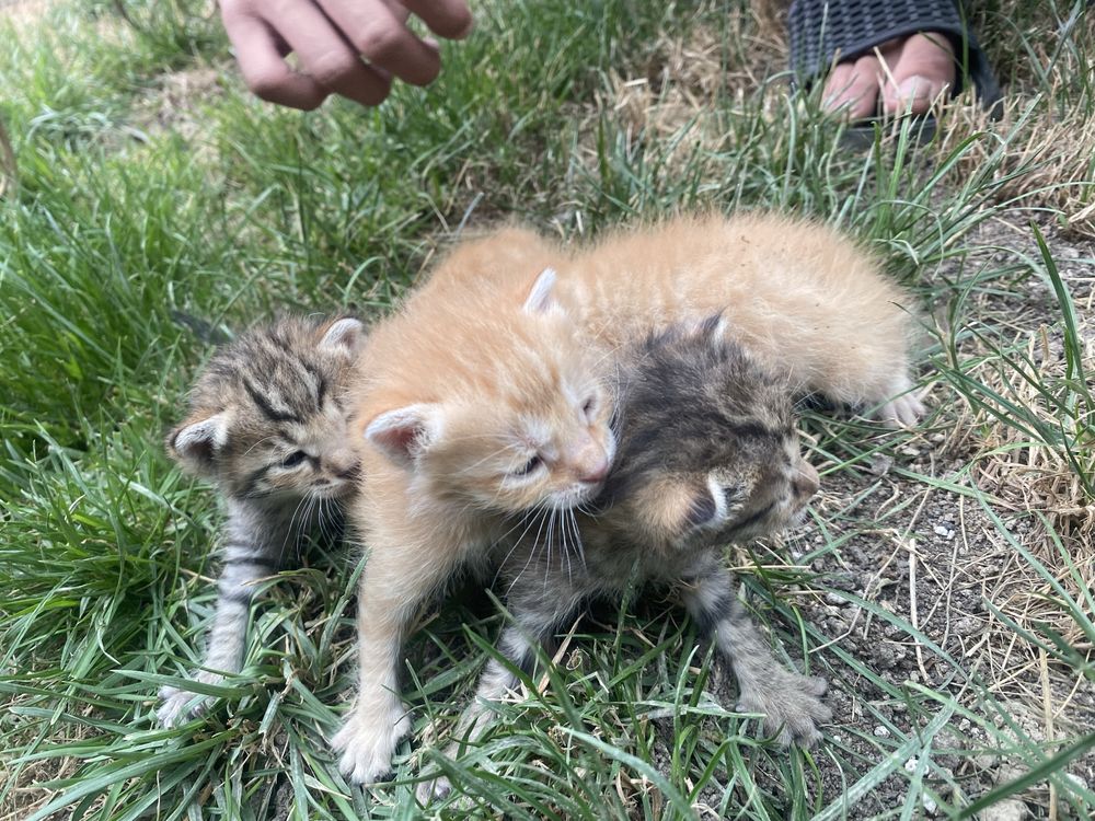 продаются котята их 4, 2 та серые 2 рыжие