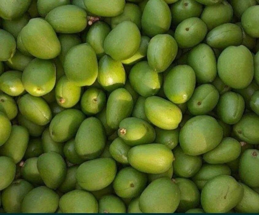 Dovcha koksulton bor