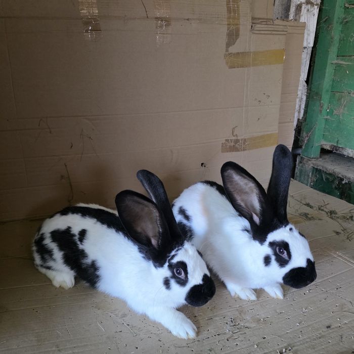 Vând iepuri fluture