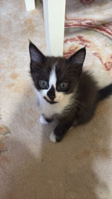 Котята и мама ищут  дом !