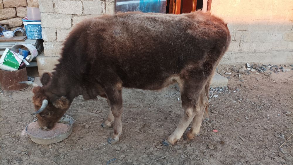 Сиыр сатылады жақсы