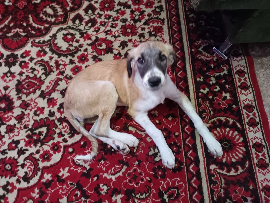 шенок Тазы срочно