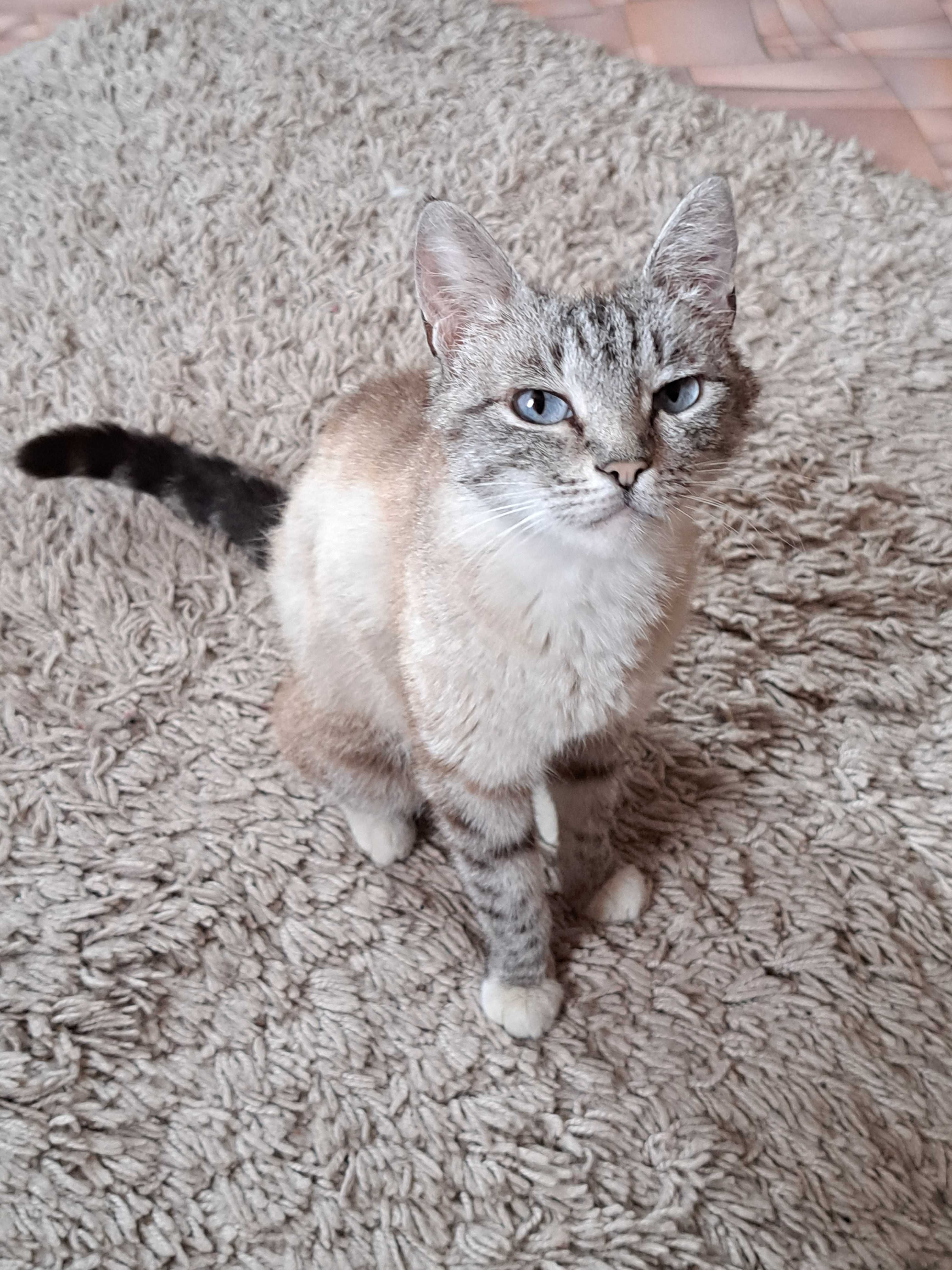 милая кошечка ищет дом