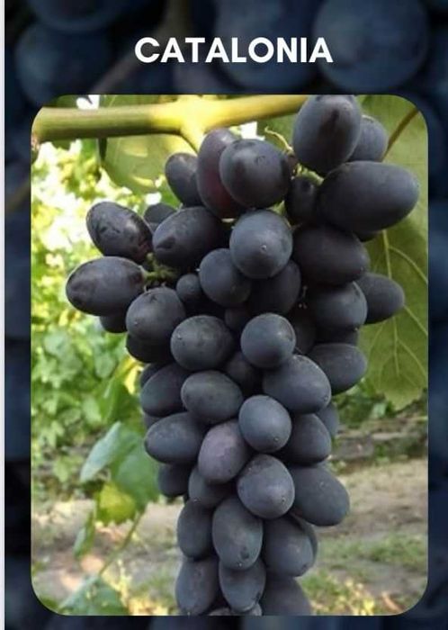Vindem Vita de vie si pomi fructiferi -plantam si livram in toata tara
