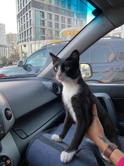 Кот котик спокойный кастриован ласковый  чистая ищет дом