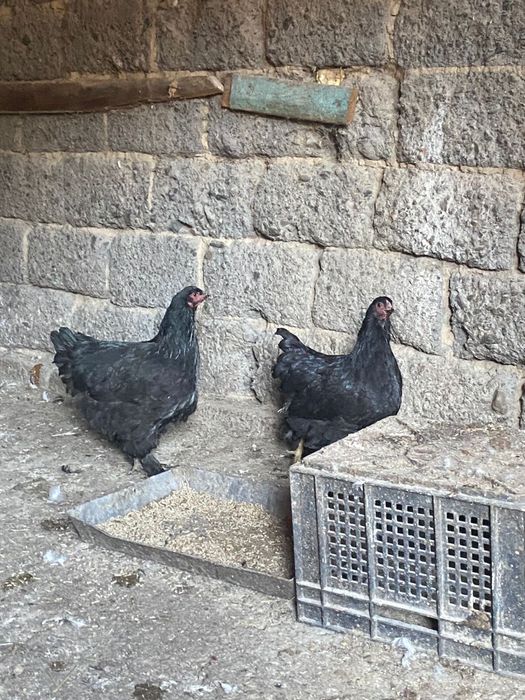 Продам курей с петухом вместе