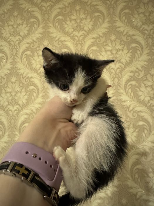 Отдам котят в хорошие руки