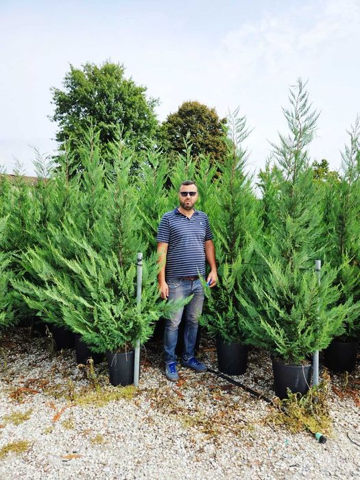 Leylandii Cupressocyparis