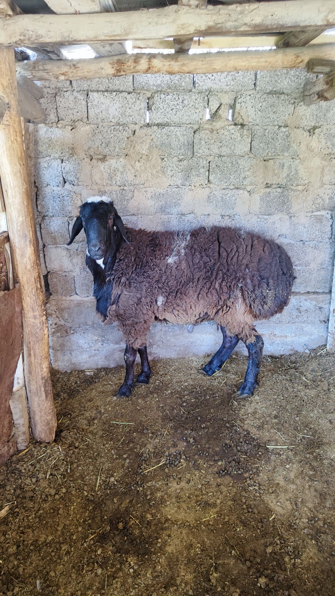 Qo'y sotiladi  oladigan odam bosa kelishamz