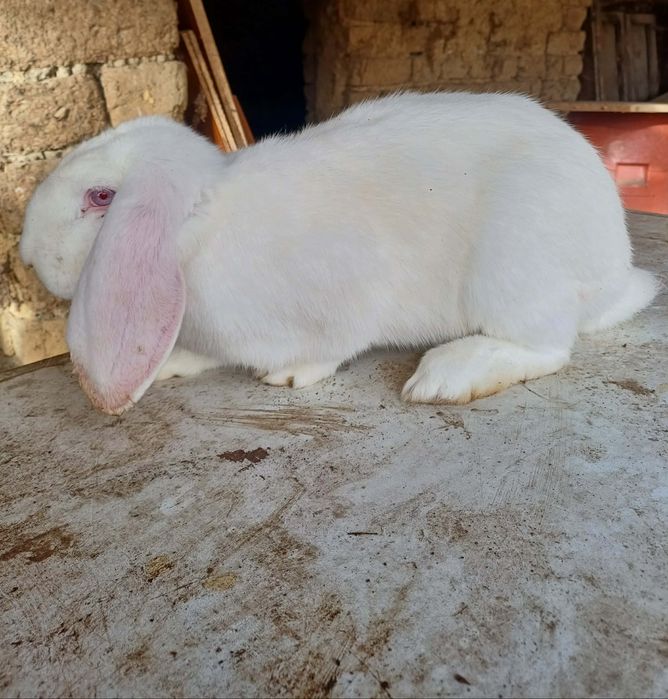 Зайци за разплод