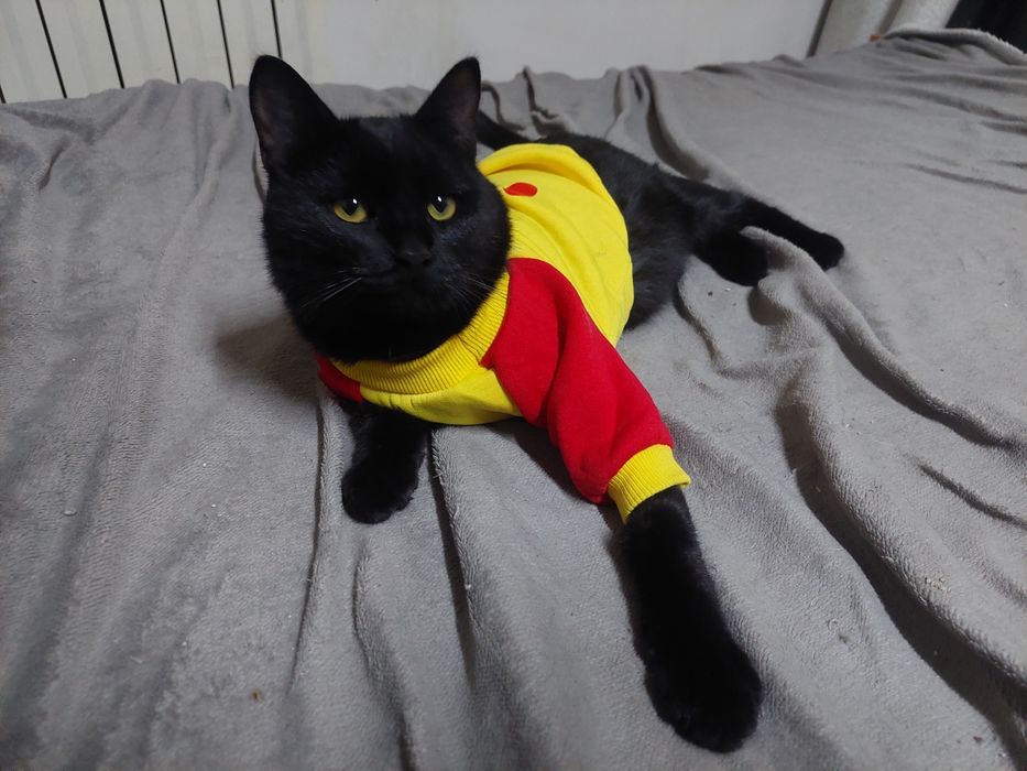 Кот ищет семью и дом