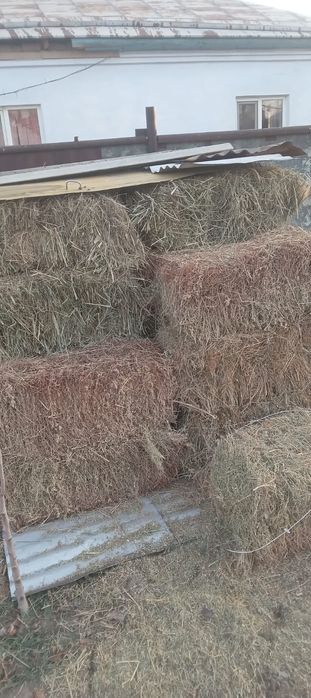 Сено қырдың шөбі