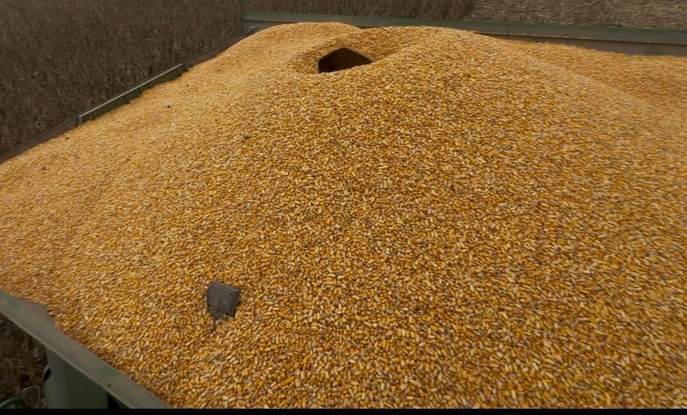 Vand porumb boabe 2025