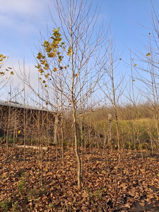 Mesteacan Brad Platan