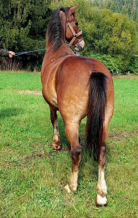 De vânzare cal castrat