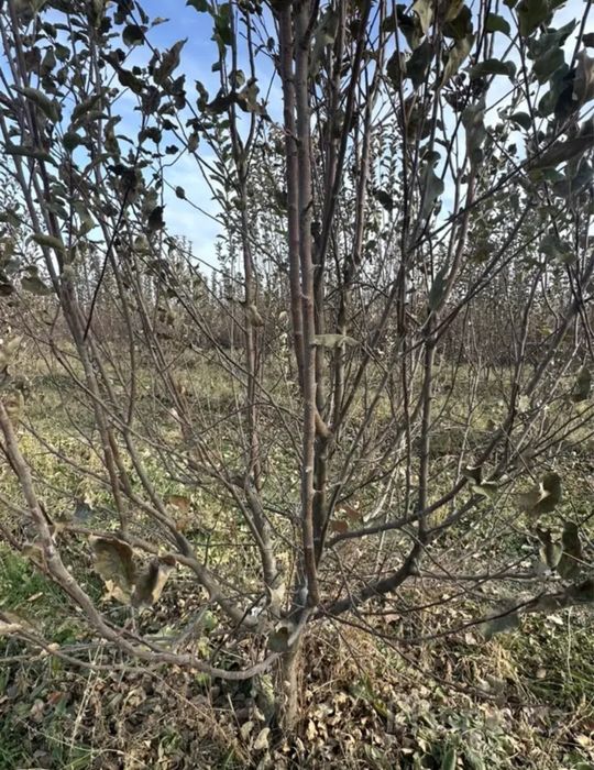 2ГА + Дом + 1900 яблонь