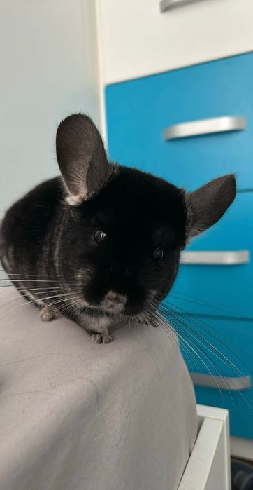 Chinchilla cu casuta si accesorii