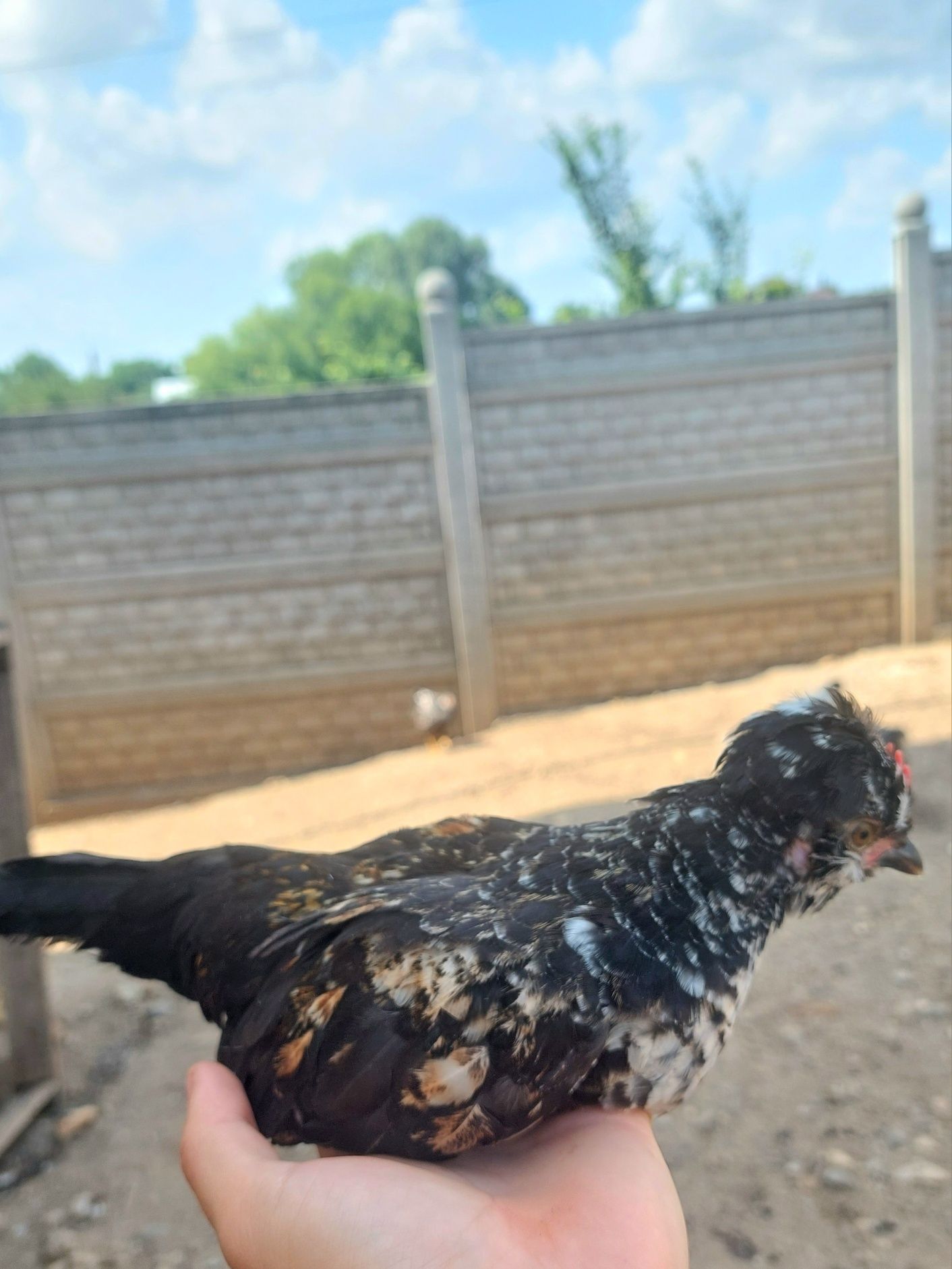 Pui pitici Struma Bantam