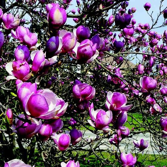 Magnolia rubra rustica