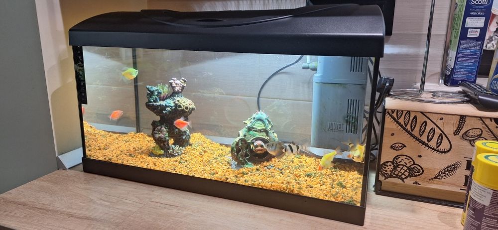 Acvariu Diversa foarte bine intretinut