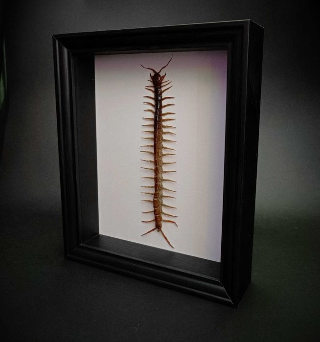 Препарирани насекоми-Богомолка, Пръчица, Цикада, Водни кончета и други