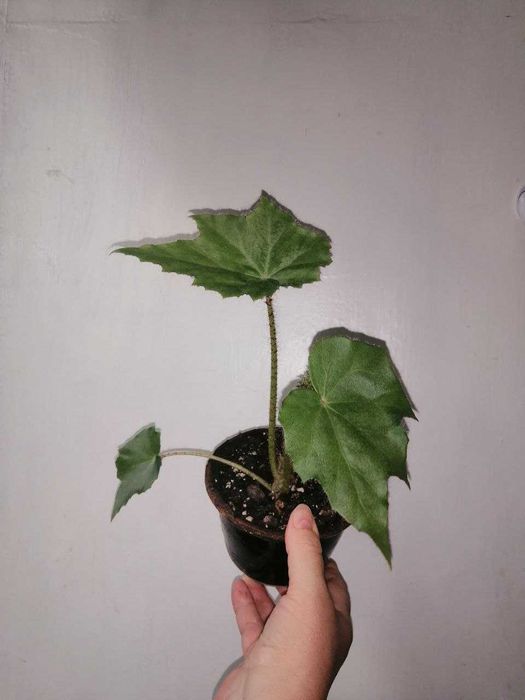 Бегония воротничковая (клещевинолистная)