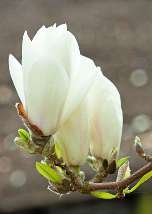 Magnolia Alba Superba