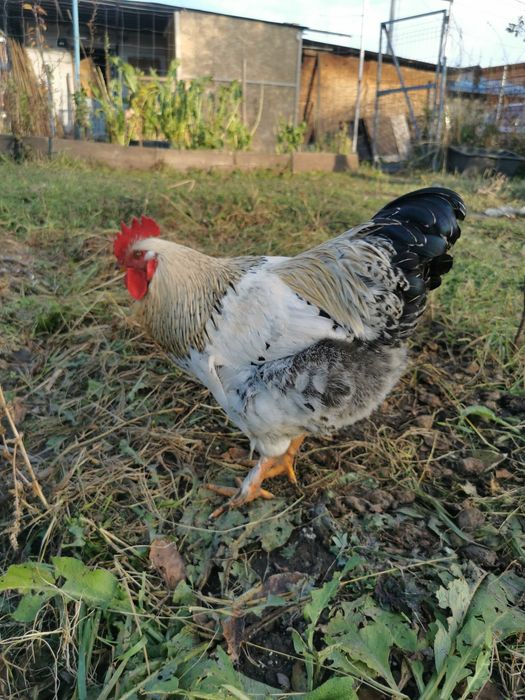Vând s-au schimb cocoși rasă mare,cu găini. Crescuți liber și bio 100%