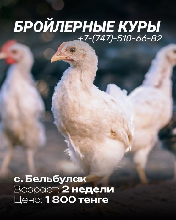 продам бройлерных курей