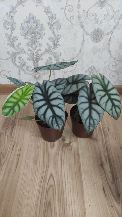 Комнатные растения Алматы