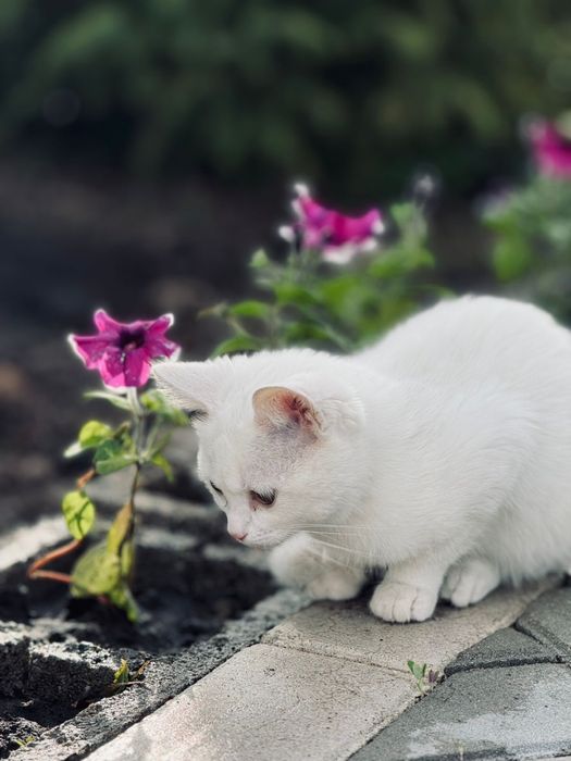 Кошка домашняя короткошерстная