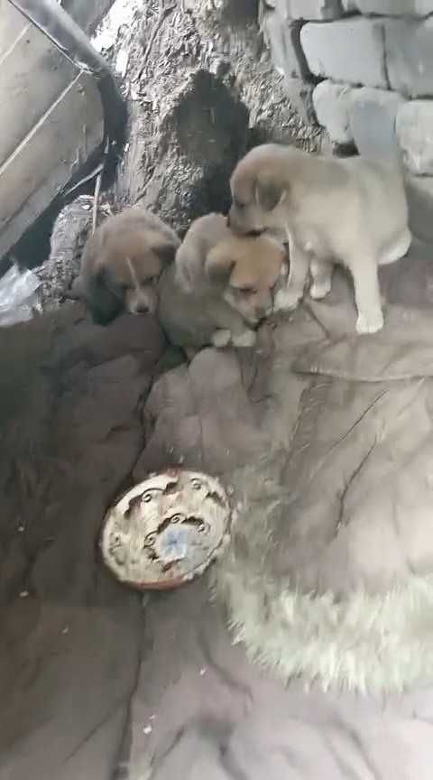 Щенкам (девочки) срочно нужен дом!