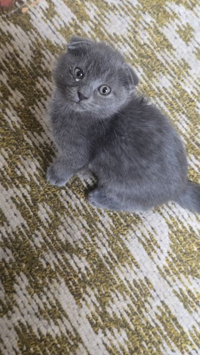 Породные котята 100%