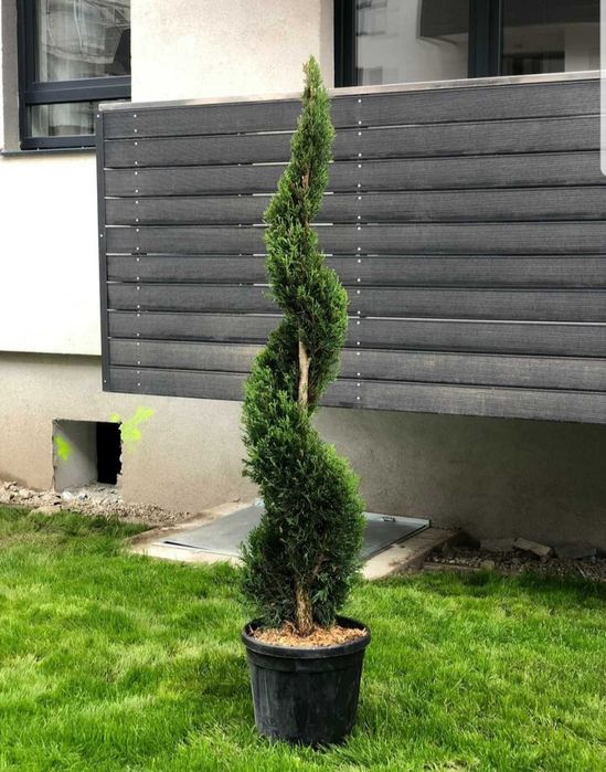 pom pon, spirala, eounymous, magnolia, acuba