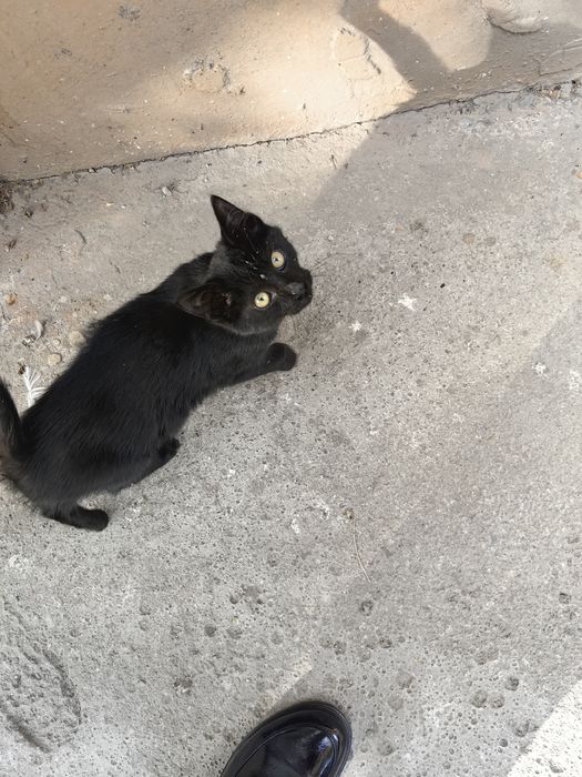 Отдам котёнка даром
