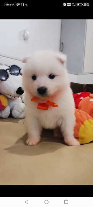 Прекрасни самоедчета.