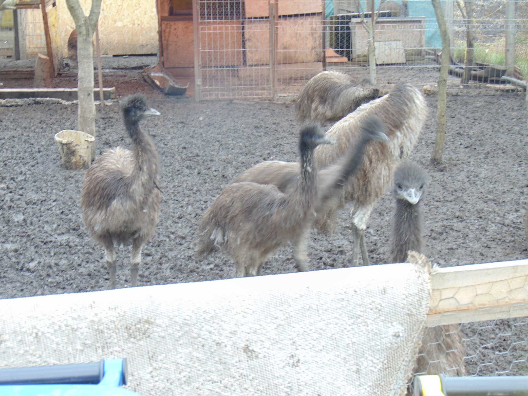 Struti Emu de 8 lunii de vinzare