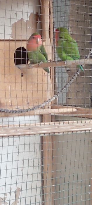 Сотилади.Неразлущка.Нархи пара 400000 сум